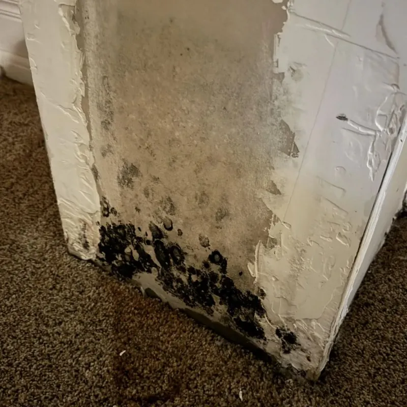 Professional Mold Removal in Cottonwood, AZ